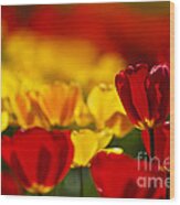 Red And Yellow Tulips #6 Wood Print