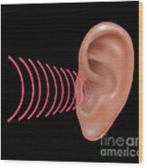 Sound Entering Human Outer Ear #8 Wood Print
