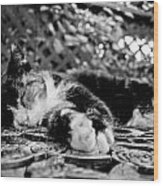 6 Toe Cat At Hemingway House Wood Print