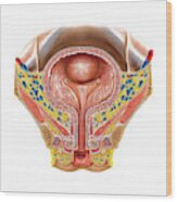 Urinary Bladder And Urethra Photograph By Asklepios Medical Atlas