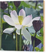 Water Lily #2 Wood Print