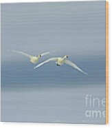 Whooper Swans #6 Wood Print