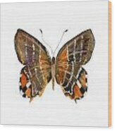 60 Euselasia Butterfly Wood Print