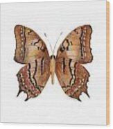 62 Galaxia Butterfly Wood Print