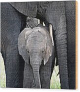 African Elephant Loxodonta Africana #7 Wood Print