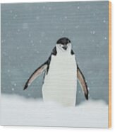 Chinstrap Penguin  Pygoscelis #7 Wood Print