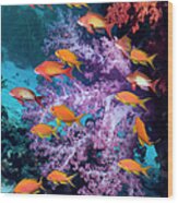 Coral Reef Scenery #7 Wood Print