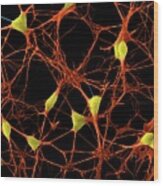 Cortical Neurons #7 Wood Print