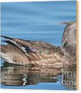 Female Wood Duck #7 Wood Print