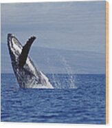 Humpback Whale Breaching Maui Hawaii #7 Wood Print