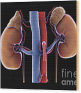 Kidneys And Adrenal Glands #7 Wood Print