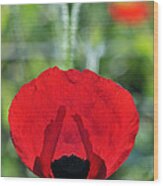 Poppy Flower #5 Wood Print