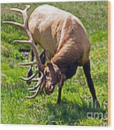Wapiti Elk  In Rocky Mountain National Park #7 Wood Print