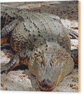American Alligator Alligator #8 Wood Print