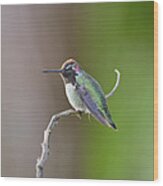 Anna's Hummingbird Wood Print