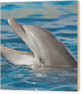 Atlantic Bottlenose Dolphin #8 Wood Print