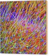 Brain Cells #9 Wood Print