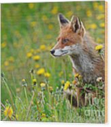 European Red Fox #16 Wood Print