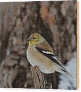 American Goldfinch #96 Wood Print