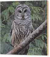 A Barred Owl Wood Print