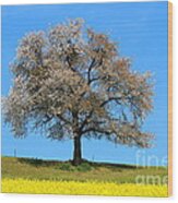 A Blooming Lone Tree In Spring With Canolas In Front 2 Wood Print