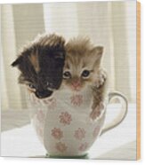 A Cup Of Cuteness Wood Print