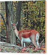 A Deer Look Wood Print
