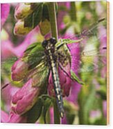 A Dragon Fly Resting In A Forest Of Foxgloves Wood Print
