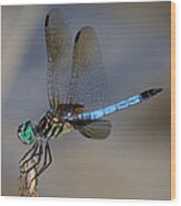 A Dragonfly Iv Wood Print