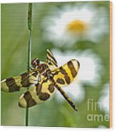 A Dragonfly's Life Wood Print