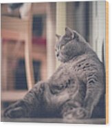 A Fat Cat Leaning Against Wall Wood Print