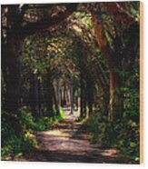 A Forest Path -dungeness Spit - Sequim Washington Wood Print