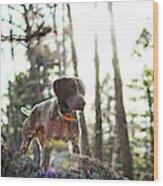 A German Shorthaired Pointer Dog Points Wood Print