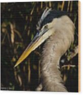 A Great Blue Heron On The Anhinga Trail Wood Print