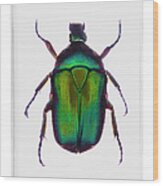 A Green Metallic Beetle In Clear Resin Wood Print