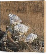 A Group Of Snowy Owls Wood Print