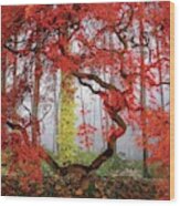 A Japanese Maple Tree Wood Print