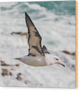 A Laysan Albatross In Flight, Kauai Wood Print