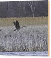 A Pair Of Geese Leaving The Marsh Wood Print