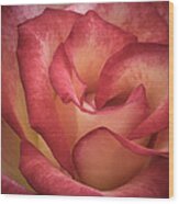 A Rose Is A Rose Wood Print