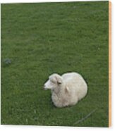 A Sheep Stands In A Green Prairie Wood Print