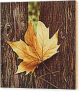 A Single Maple Tree Leaf Wood Print