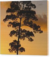 A Single Tree Standing Tall At Sunset. Nature Is So Beautiful. Wood Print