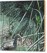 A Speckled Duck Wood Print
