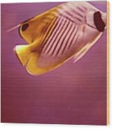 A Striped Butterfly Fish Wood Print