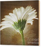 A White Gerber Daisy Against A Vintage Backdrop Wood Print