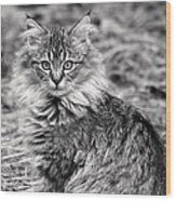 A Young Maine Coon Wood Print
