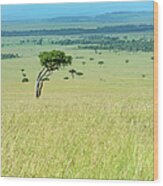 Acacia In The Green Plains Of Masai Mara Wood Print