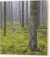 Acadia Woods Wood Print