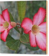 Adenium Flower Wood Print